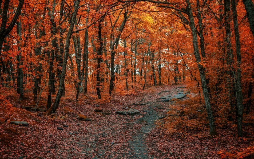 L’autunno che insegna